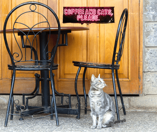 Cat Friendly Cafes in Australia