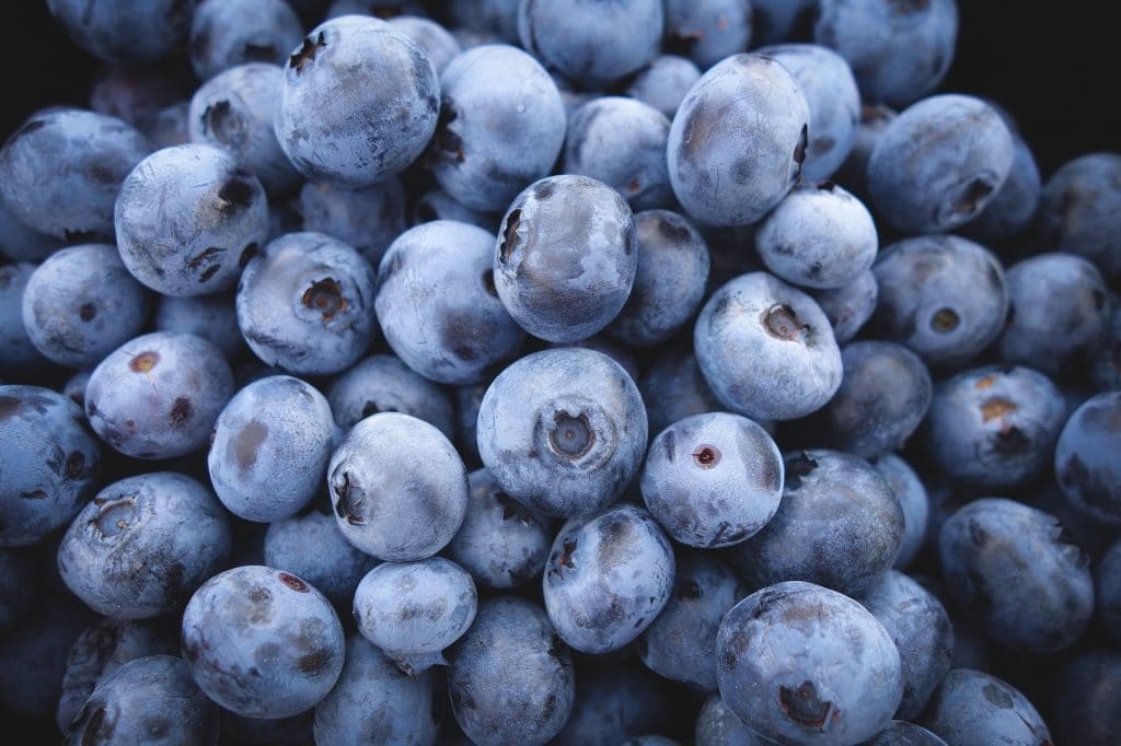 Can Cats Eat Blueberries Cat Water Fountains Australia