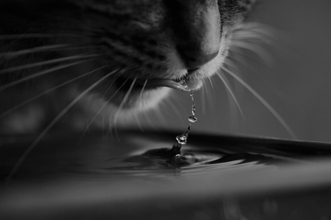 Why Your Cat Refuses to Drink Water and How to Keep Them Hydrated