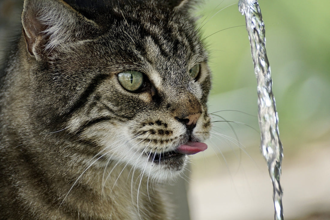 How to Choose the Best Cat Water Fountain