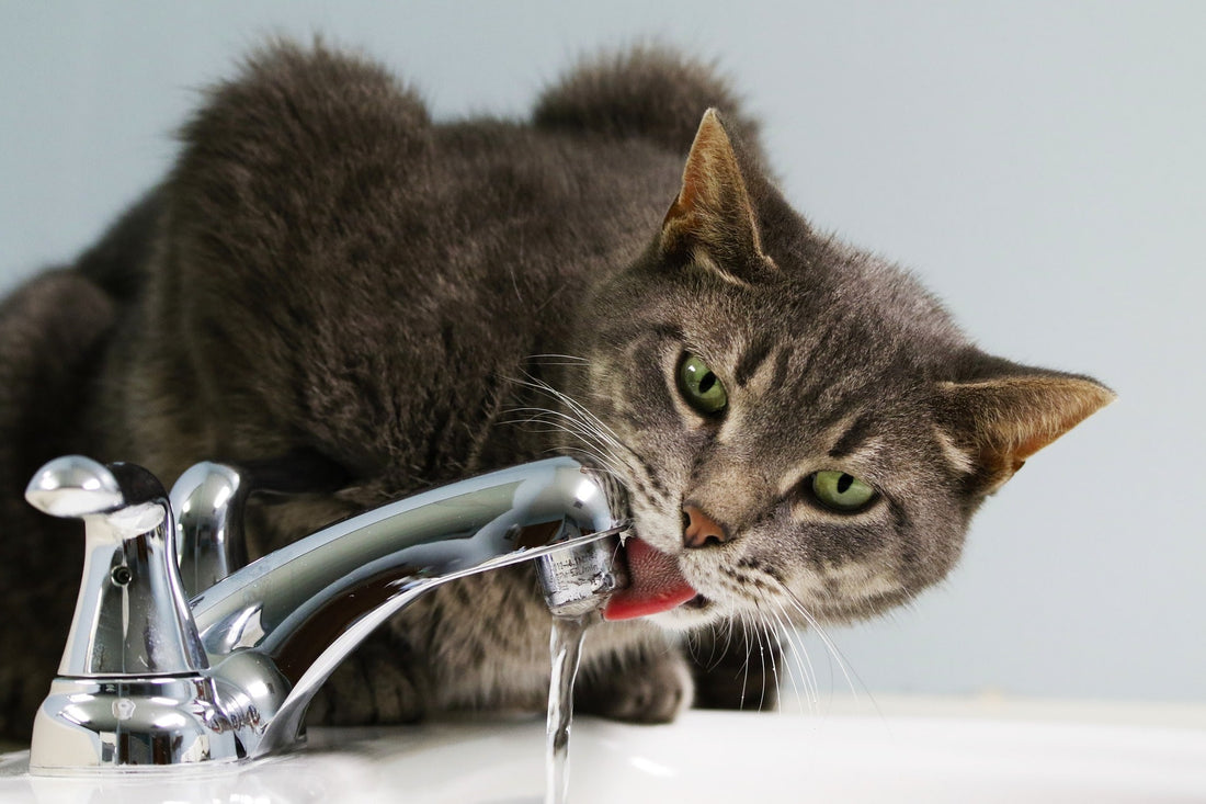 How to Introduce Your Cat to a New Water Fountain: Tips and Tricks