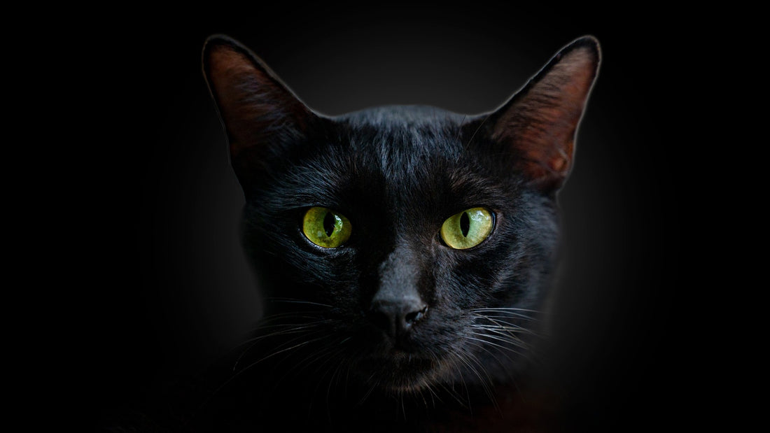 Can Cats See in the Dark?