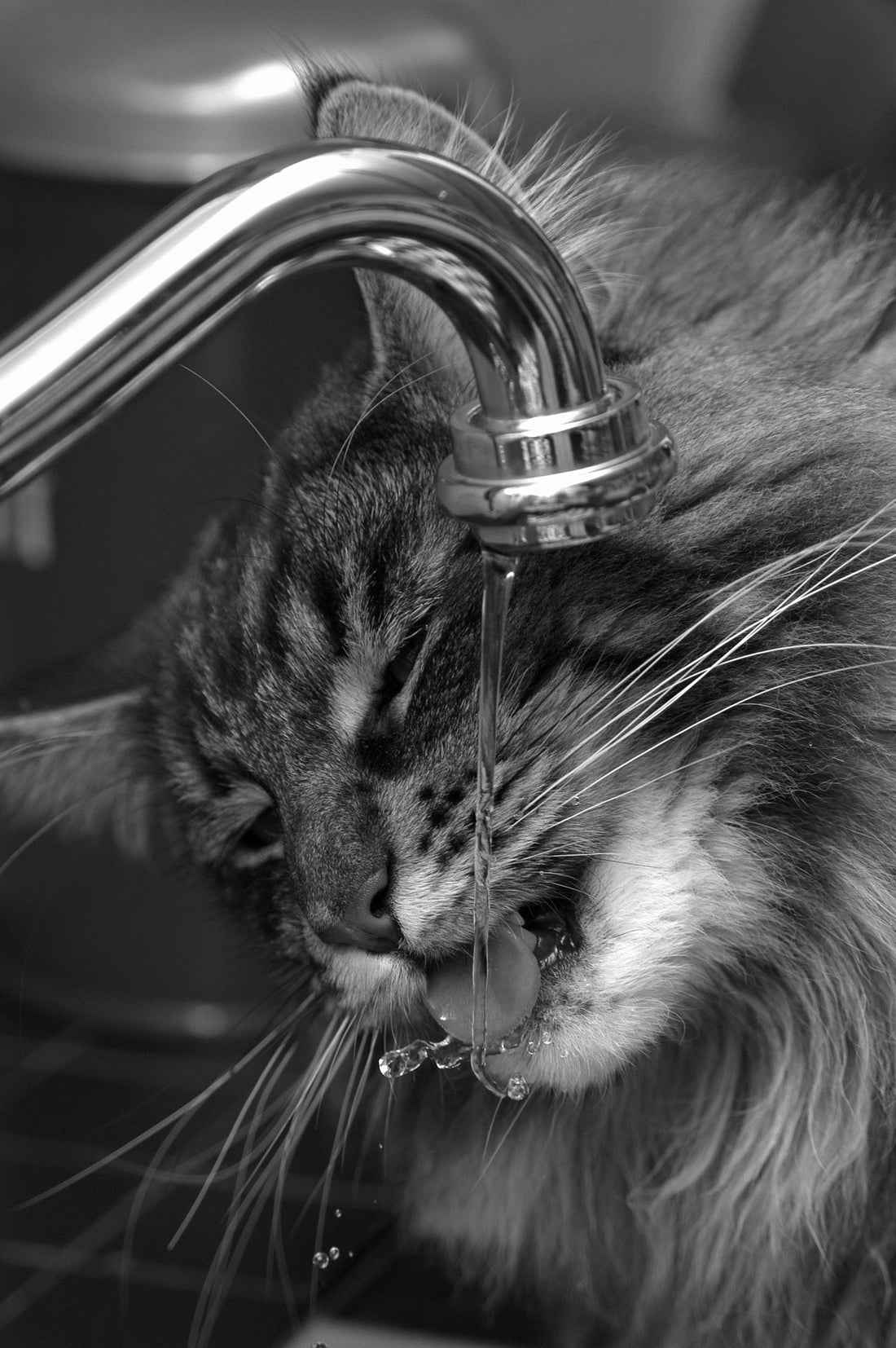 Why Your Cat Prefers Running Water Benefits of a Cat Water Fountain