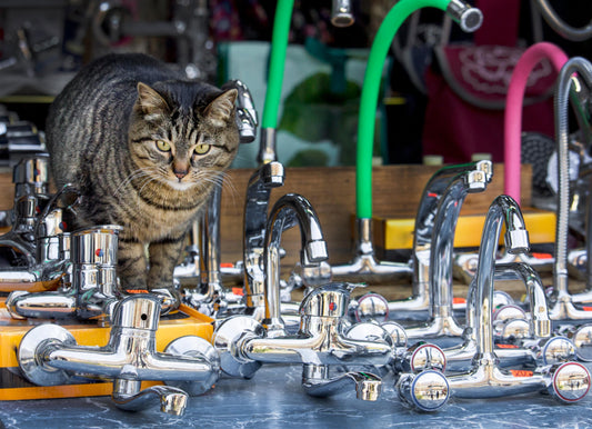 How to Choose the Best Cat Water Fountain